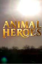 Watch Animal Heroes Sockshare