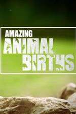 Watch Amazing Animal Births Sockshare