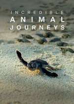 Watch Incredible Animal Journeys Sockshare
