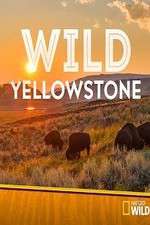 Watch Wild Yellowstone Sockshare